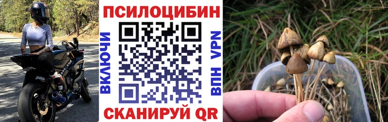 закладки  Усолье-Сибирское  MEGA рабочий сайт  Псилоцибиновые грибы Cubensis 